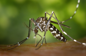 DENGUE